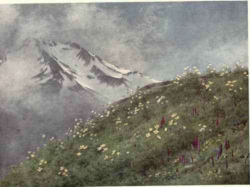 The Sulphur Anemone And Orchids At The Col De La Forclaz. In June