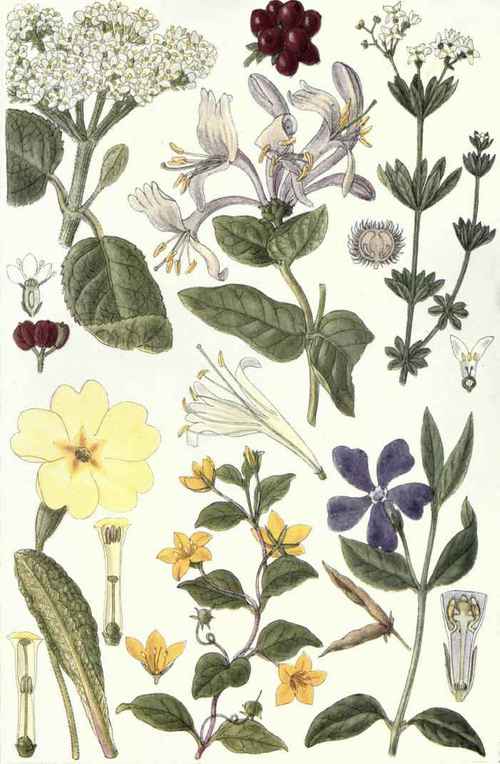 6. Small Periwinkle (Vinca minor, L.).