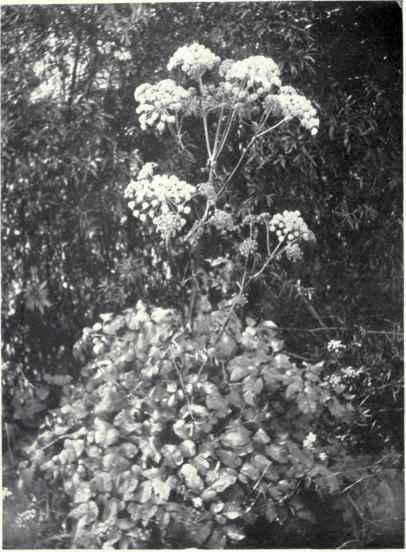 Angelica (Angelica sylvestris, L.)