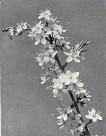 Blackthorn (Prunus spinosa, L.)