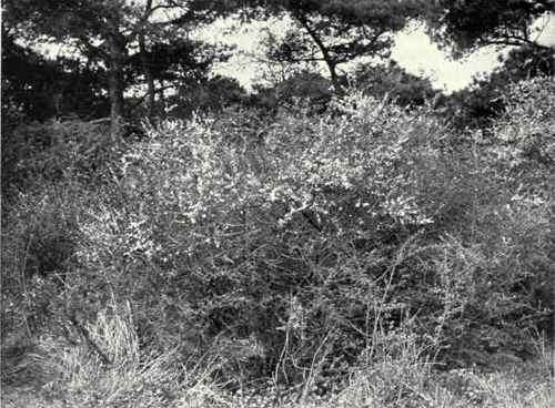 Blackthorn (Prunus spinosa, L.)
