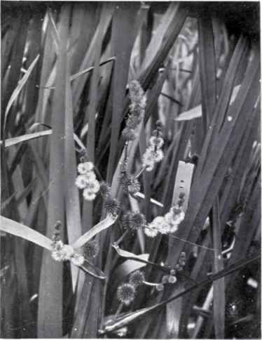 Bur Reed (Sparganium ramosum (Curt.) = S. erectum)