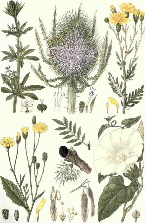 (Calyslegia sepium, Br.).