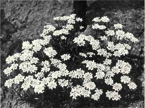 Candytuft (Iberis amara, L.)