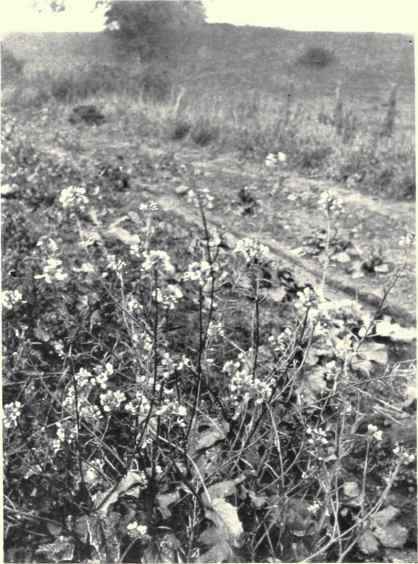 Charlock (Brassica arvensis, O. Kuntze)