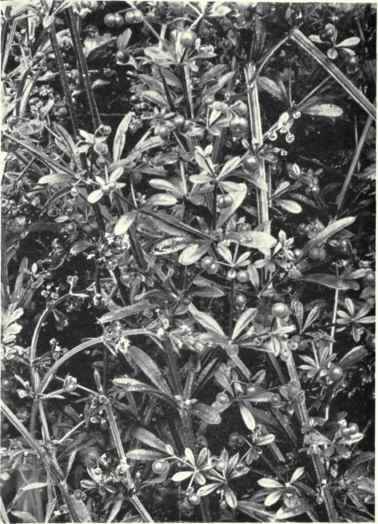 Cleavers (Galium Aparine, L.)