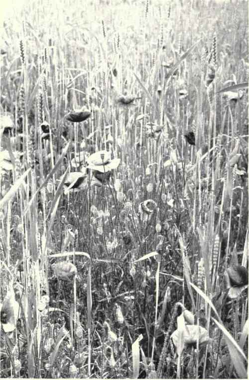 Common Red Poppy (Papaver Rhoeas, L.)