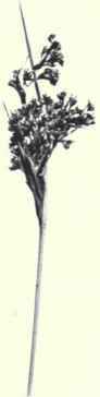 Common Sea Rush (Juncus maritimus, Lam.)