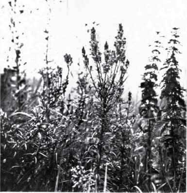 Common Toadflax (Linaria vulgaris, Mill.)