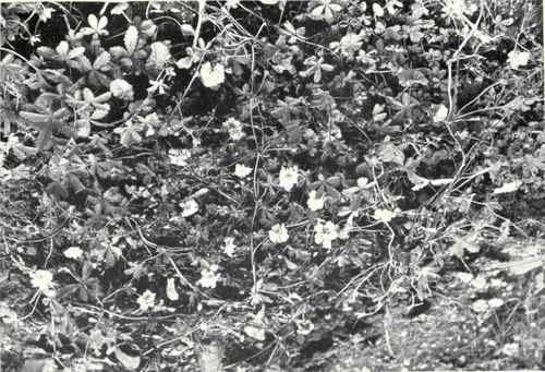 Common Yellow Cinquefoil (Potentiha Reptans, L.)