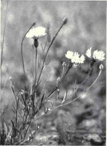 Corn Flowers (Centaurea Cyanus, L.)