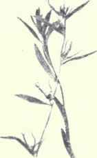 Corn Gromwelx (Lithospermum arvense, L.) 1