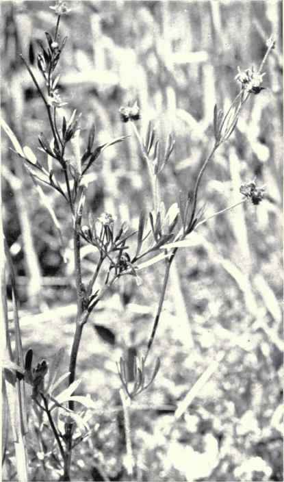 Corn buttercup (Ranunculus arvensis, L.) 