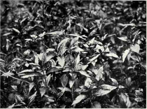 Dog's Mercury (Mercurialis perennis, L.)