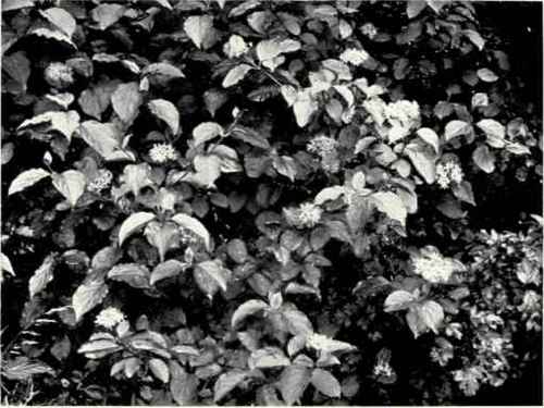 Dogwood or Cornel (Cornus sanguinea, L.)