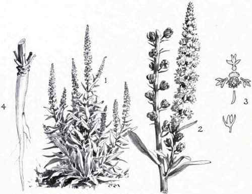 Dyer's Weed (Reseda Luteola)
