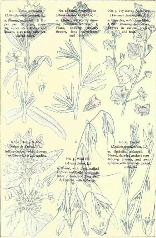 Flowers Of The Cornfields 1