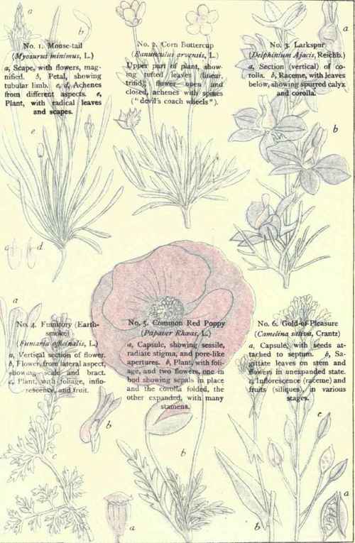Flowers Of The Cornfields
