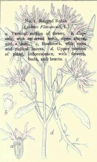 Flowers Of The Fields And Meadows 1