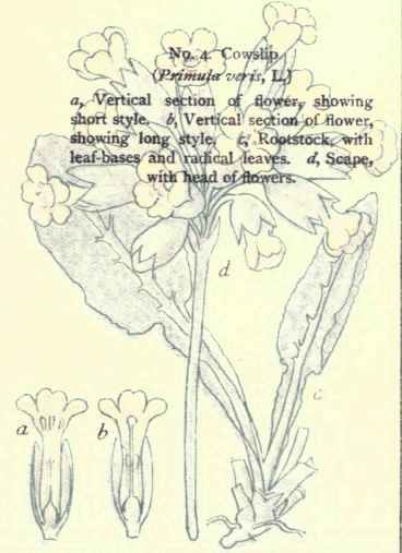 Flowers Of The Fields And Meadows 4