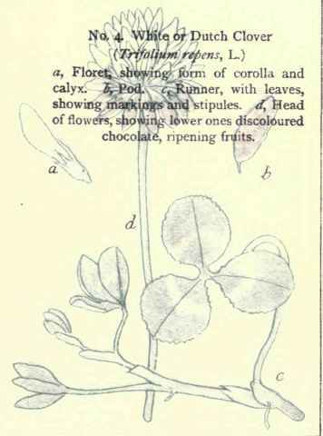 Flowers Of The Fields And Meadows 4
