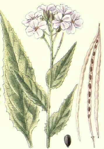 Flowers Of The Fields And Meadows 4