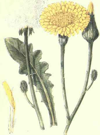 Flowers Of The Fields And Meadows 5