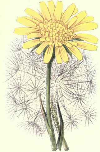 Flowers Of The Fields And Meadows 7