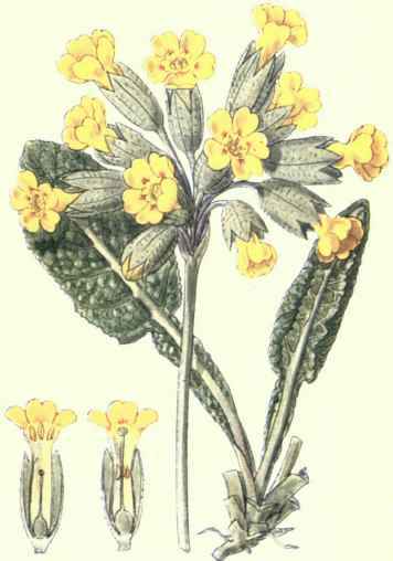 Flowers Of The Fields And Meadows 8