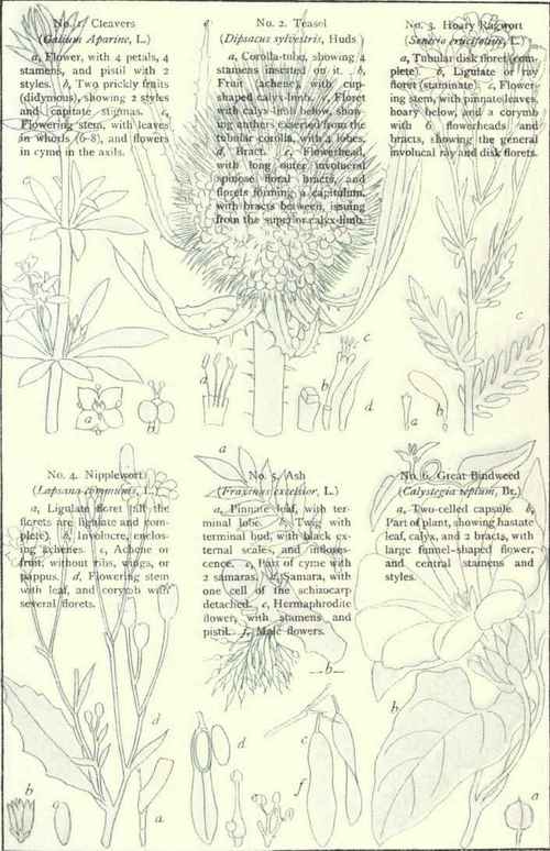 Flowers Of The Roadsides And Hedges Plate XXIX