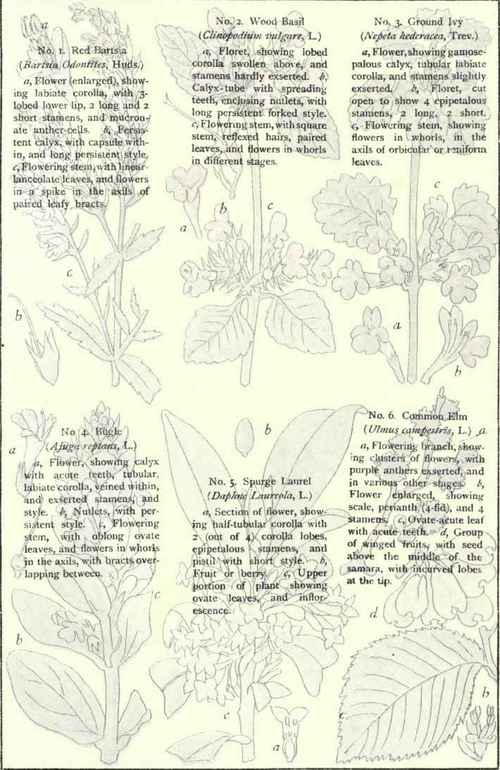 Flowers Of The Roadsides And Hedges Plate XXX