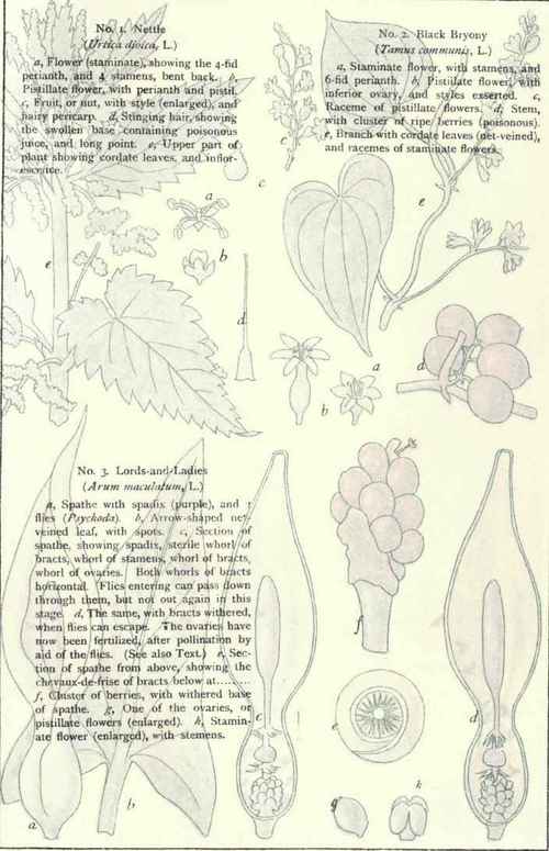 Flowers Of The Roadsides And Hedges Plate XXXI