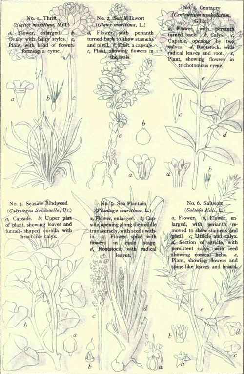 Flowers Of The Sea Coast