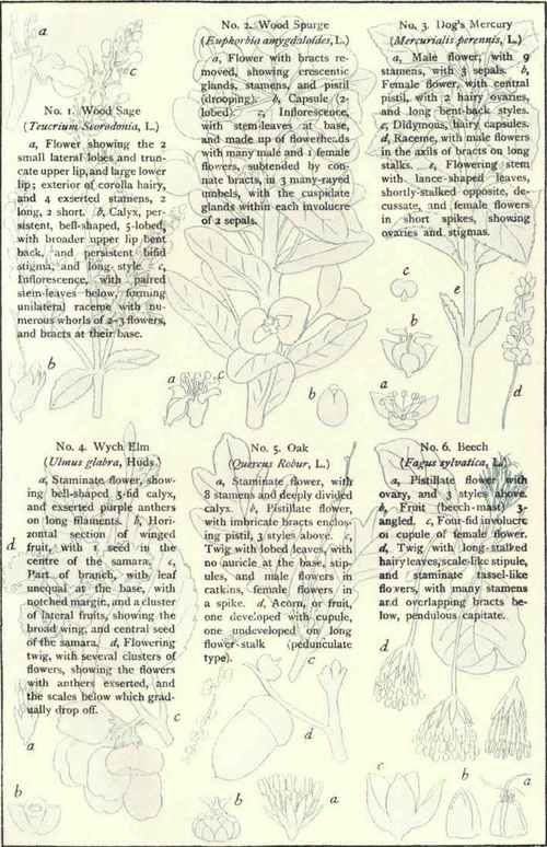 Flowers Of The Woods And Copses Plate XXIII