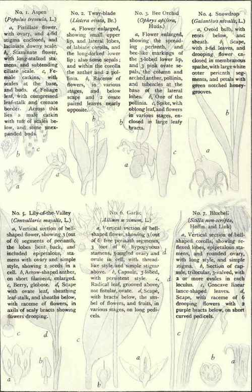 Flowers Of The Woods And Copses Plate XXIV