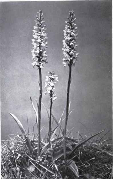 Fragrant Orchis (Habenaria conopsea, Benth.)