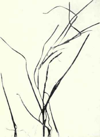 Grass Wrack (Zostera marina, L.)