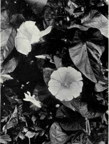 Great Bindweed (Convolvulus sepium, Br.)