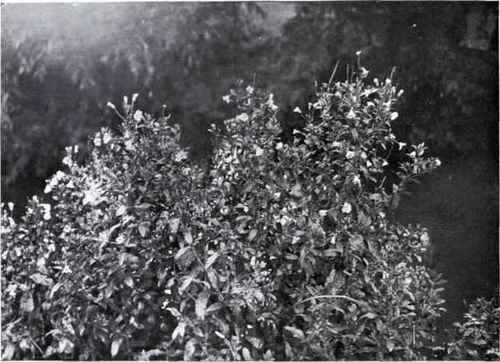 Great Hairy Willow Herb (Epilobium hirsutum, L.)