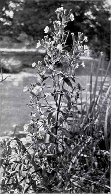 Great Hairy Willow Herb (Epilobium hirsutum, L.)
