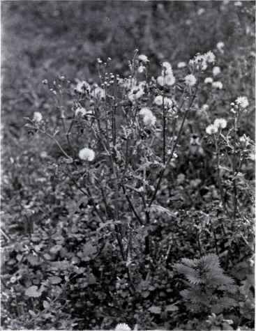 Groundsel (Senecio vulgaris, L.)
