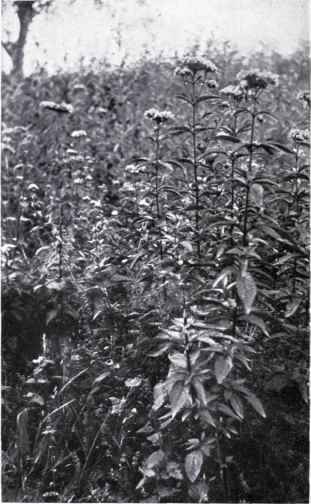 Habit and Habitat