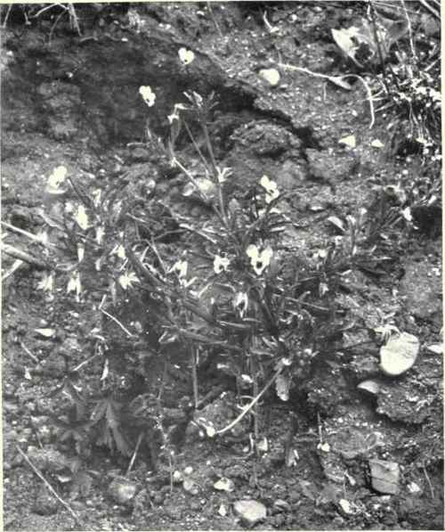 Heart's Ease (Viola arvensis, Murr.)