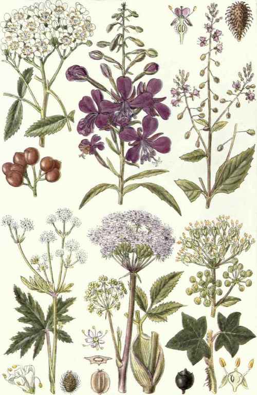 (Hedera Helix, L.).