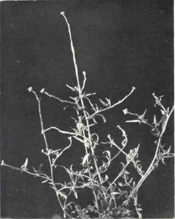 Hedge Mustard (Sisymbrium officinale, Scop.)