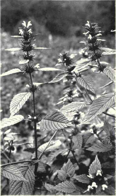 Hemp Nettle (Galeopsis Tetrahit, L.)
