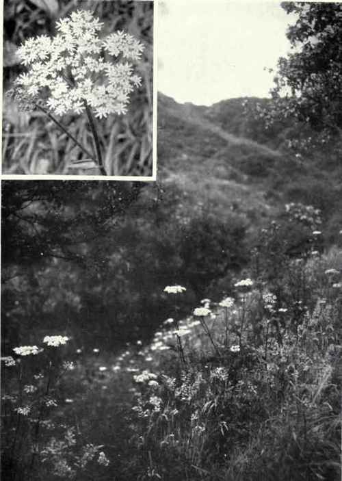 Hogweed (Heracleum Sphondylium, L.)