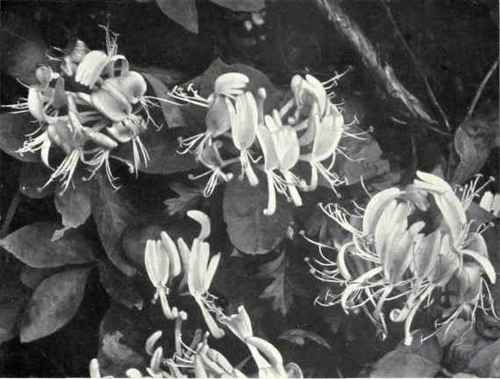 Honeysuckle (Lonicera Periclymenum, L.)