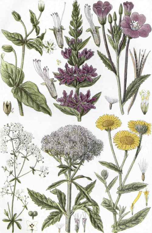 I. Great Chickweed (Stellaria aquatica, Scop.). 2. Purple Loosestrife (Lythrum Salicaria, L.). 3. Great Hairy Willow Herb (Epilobium hirsutum, L.). 4. Marsh Bedstraw (Galium palustre, L.). 5. Hemp Agrimony (Eupatorium cannabinum, L.). 6. Fleabane (Pulicaria dysenterica, Gray).