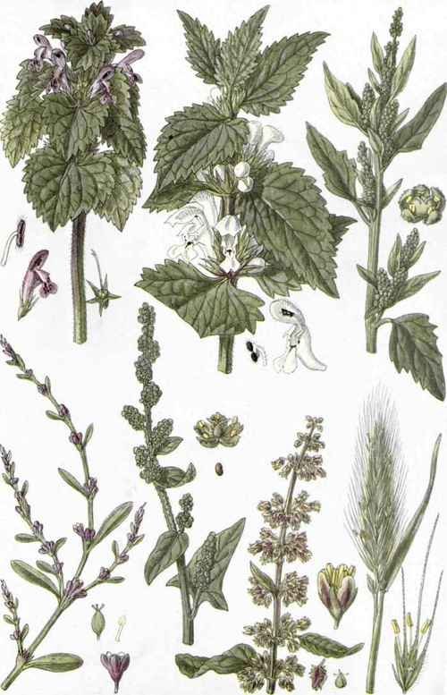 I. Purple Dead Nettle (Lamium purpureum, L.). 2. White Dead Nettle (Lamium album, L.). 3. All good (Goosefoot) (Chenopodium album, L.). 4. Good King Henry (Chenopodium Bomus Henricus, L.). 5. Knotgrass (Polygonum aviculare, L.). 6. Dairy Maid's Dock (Rumex oblusifolius, L.). 7. Wall Barley (Hordeum murinum, L.).